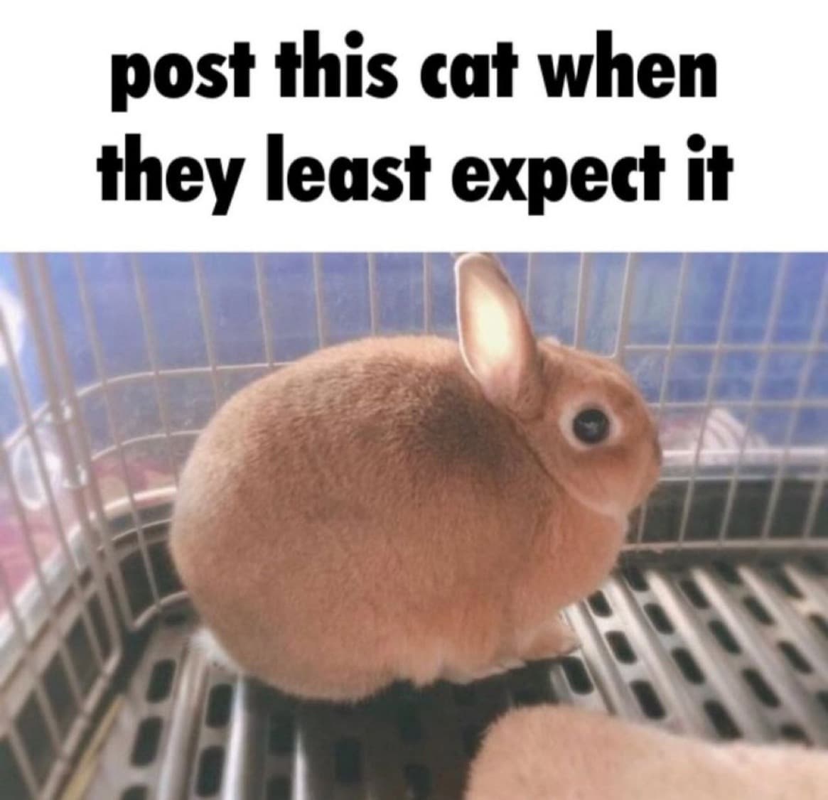 A cat
